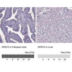 Sperm Flagellar 2 Antibody, Novus Biologicals 25 &mu;L, Unlabeled:Antibodies,
